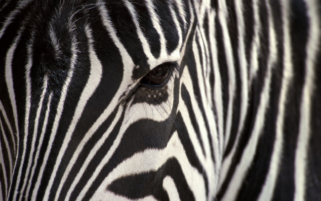 Обои картинки фото животные, зебры, зебра, полосы, морда, глаз
