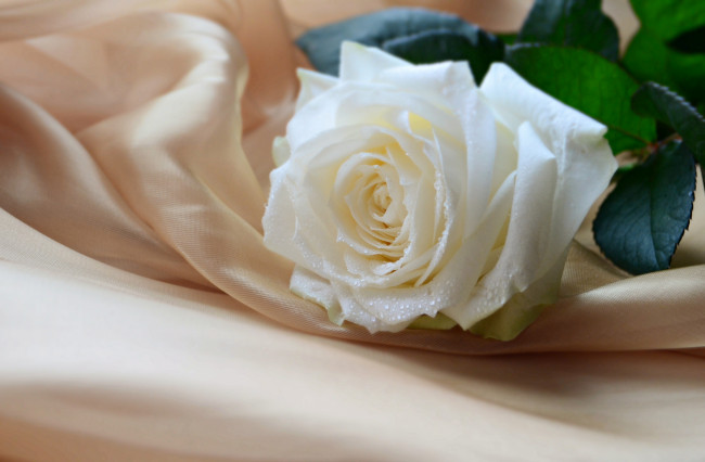 Обои картинки фото цветы, розы, белая, роза, ткань, бутон, капли
