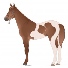 Картинка рисованные животные +лошади лошадь