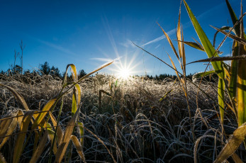 Картинка природа восходы закаты луг трава роса солнце сияние