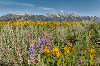 Картинка природа луга цветы трава луг горы