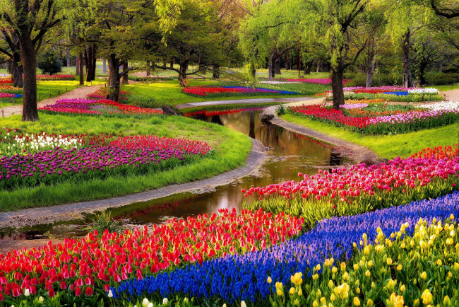 Обои картинки фото природа, парк, восход, пруд, деревья, цветы, мускари, синие, тюльпаны, разноцветные, flowers, tulips, walk, park, beautiful, spring, trees