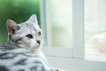 Картинка животные коты глаза усы взгляд кошак кот кошка