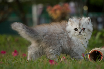 Картинка животные коты малыш прогулка трава котёнок