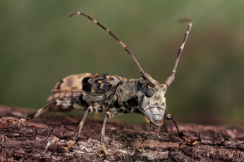 Картинка животные насекомые макро насекомое утро фон жук