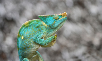 Картинка животные хамелеоны ящерица зеленый фон хамелеон парсона