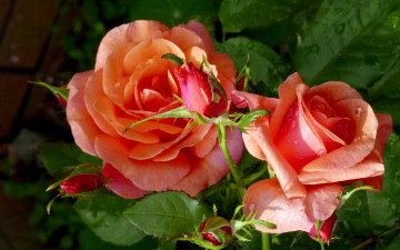 Картинка цветы розы персиковый
