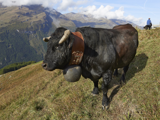 Обои картинки фото животные, коровы,  буйволы, бык