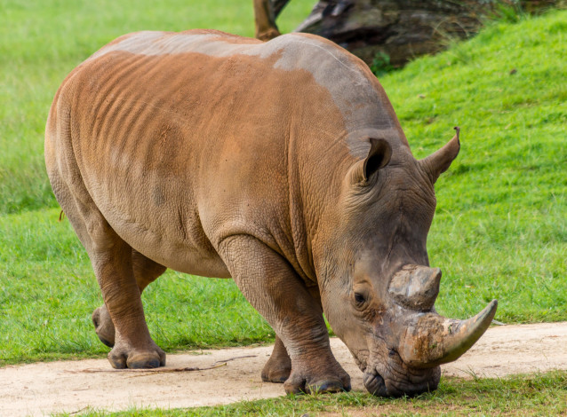 Обои картинки фото животные, носороги, двурогий, носорог