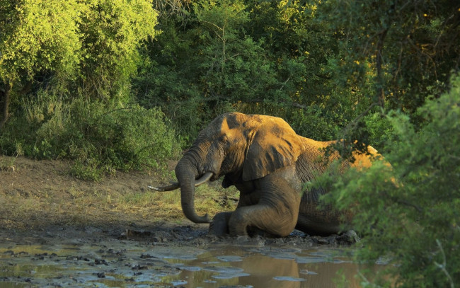 Обои картинки фото животные, слоны, лес, слон, грязь