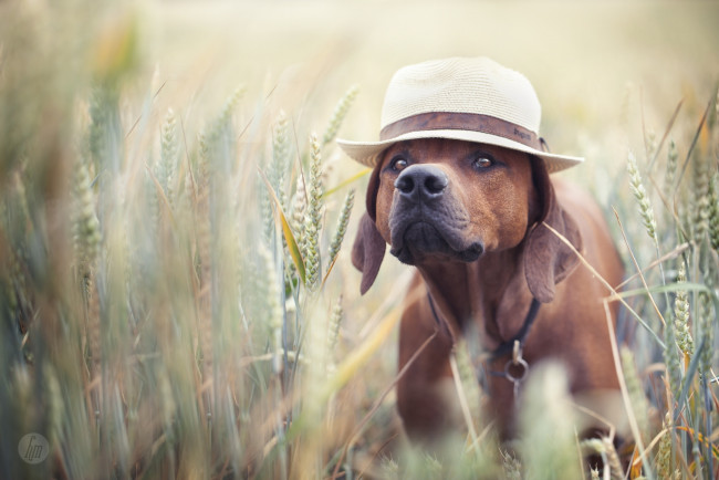 Обои картинки фото животные, собаки, друг, лето, шляпа, поле, пес