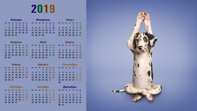 Обои картинки фото календари, животные, упражнение, собака, взгляд