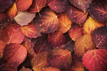 Картинка природа листья листва макро капли осень