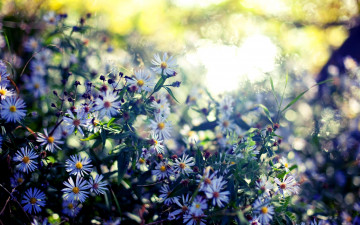 Картинка цветы луговые+ полевые +цветы голубые куст