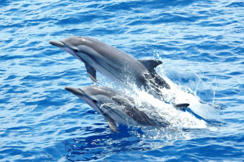 обоя дельфины, животные, вода