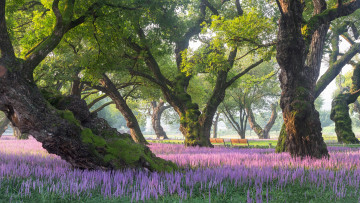 Картинка природа парк южная корея