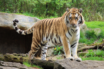 Картинка тигр животные тигры хищник