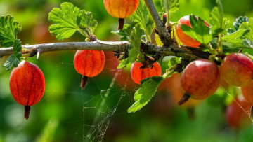 Картинка природа ягоды крыжовник