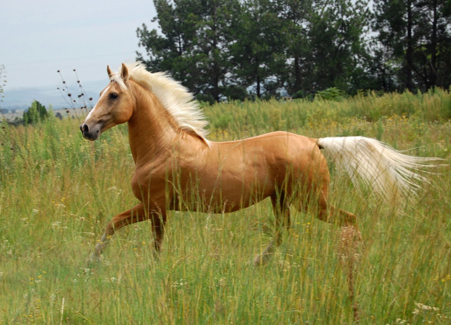 Обои картинки фото животные, лошади, лошадь, соловая, трава