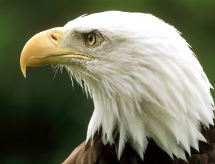 Картинка животные птицы+-+хищники белоголовый орлан голова