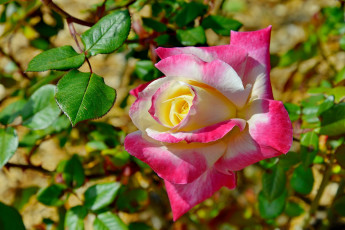 Картинка цветы розы двухцветная роза бутон макро