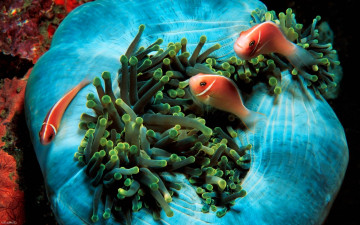 Картинка животные морская+фауна рыбы актиния