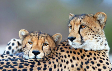 Картинка животные гепарды пара