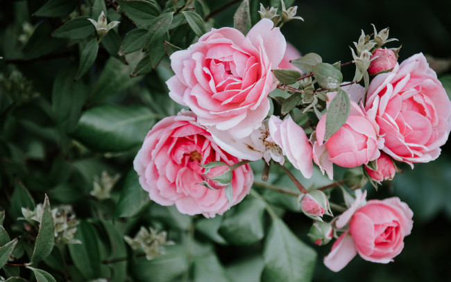 Обои картинки фото цветы, розы, розовые, куст