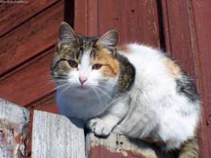 Картинка кошка на заборе животные коты