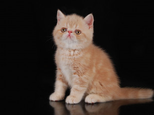 Картинка животные коты котёнок кошка экзот