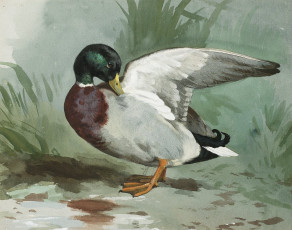 Картинка рисованные archibald thorburn
