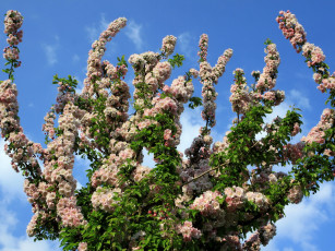 Картинка цветы цветущие деревья кустарники ветки