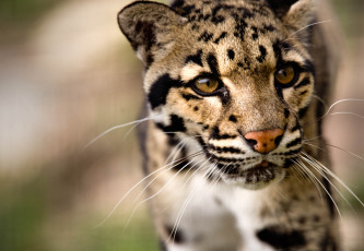 Картинка животные леопарды кошка морда хищник