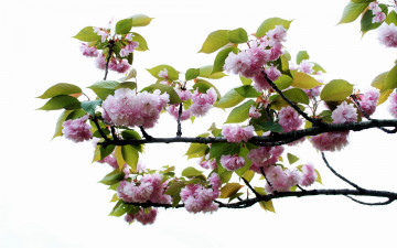 Картинка цветы сакура вишня ветка