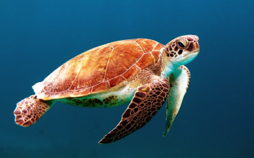 Картинка животные Черепахи черепаха панцирь