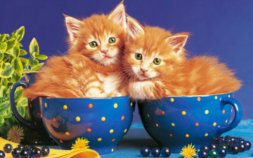 Картинка животные коты кружки котята