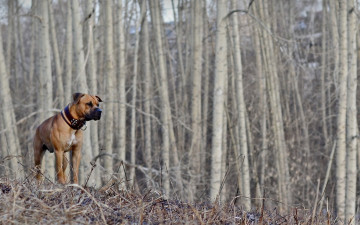 Картинка животные собаки весна лес собака