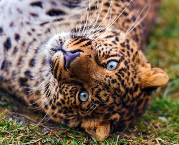 Обои картинки фото животные, леопарды, усы, морда, взгляд, лежит, трава, леопард