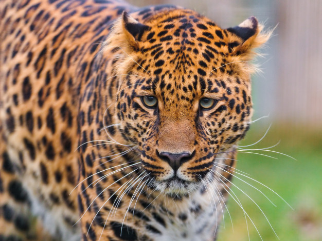 Обои картинки фото животные, леопарды, морда, леопард, смотрит, стоит, усы