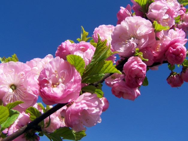 Обои картинки фото цветы, сакура, вишня, ветка