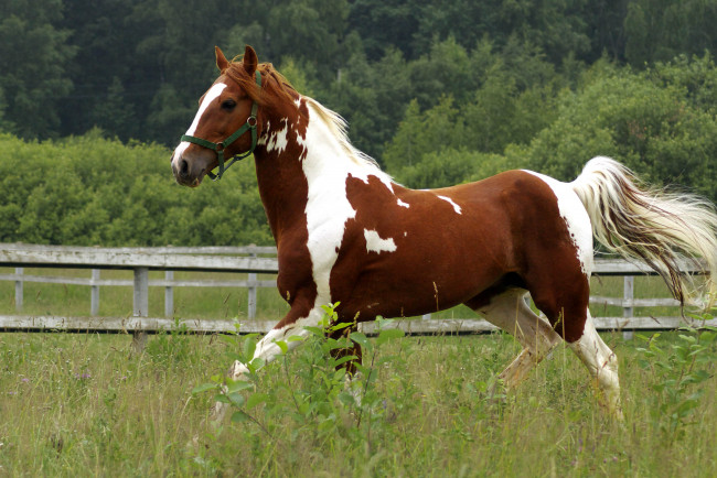 Обои картинки фото животные, лошади, конь, трава, бег