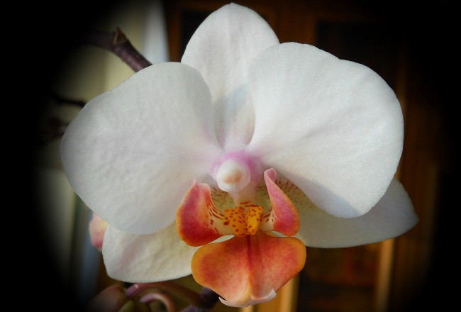 Обои картинки фото цветы, орхидеи, макро, экзотика