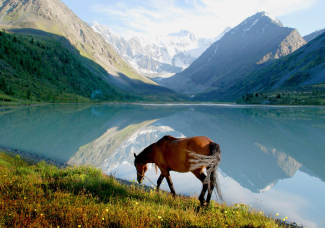 Обои картинки фото животные, лошади, горы, берег, лошадь