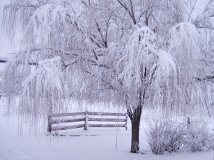 Картинка природа зима снег забор деревья