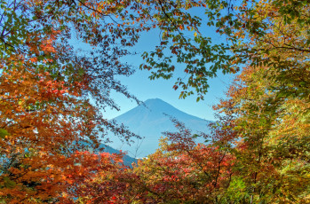 Картинка природа горы фудзияма ветки осень