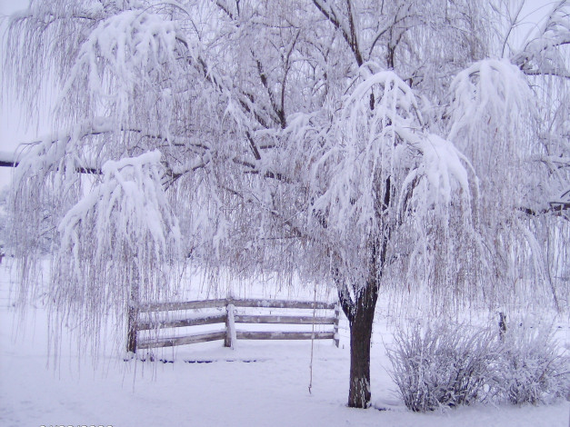 Обои картинки фото природа, зима, снег, забор, деревья