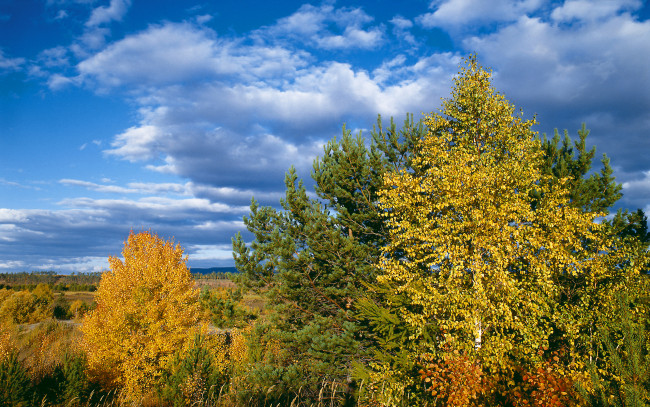 Обои картинки фото природа, деревья, осень, верхушки, небо