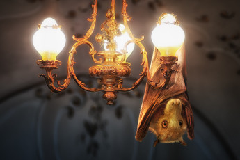 Картинка разное компьютерный+дизайн свет лампы люстра летучая мышь
