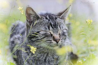 Картинка животные коты кот спит цветы