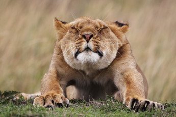 Картинка животные львы лапы морда
